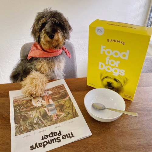 Sundays for Dogs newspaper